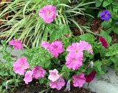 Nature Art Photograph; Fine Art Visual Print, 8" x 10"; Floral Art Photo Print; Fine Arts Photo; Nature Art; Purple Flowers; Purple Petunias Nature Art Photograph; Fine Art Visual Print, 8" x 10"; Floral Art Photo Print; Fine Arts Photo; Nature Art; Purple Flowers; Purple Petunias