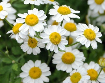 German Chamomile Herb Heirloom Seeds - Non-GMO, Open Pollinated, Untreated