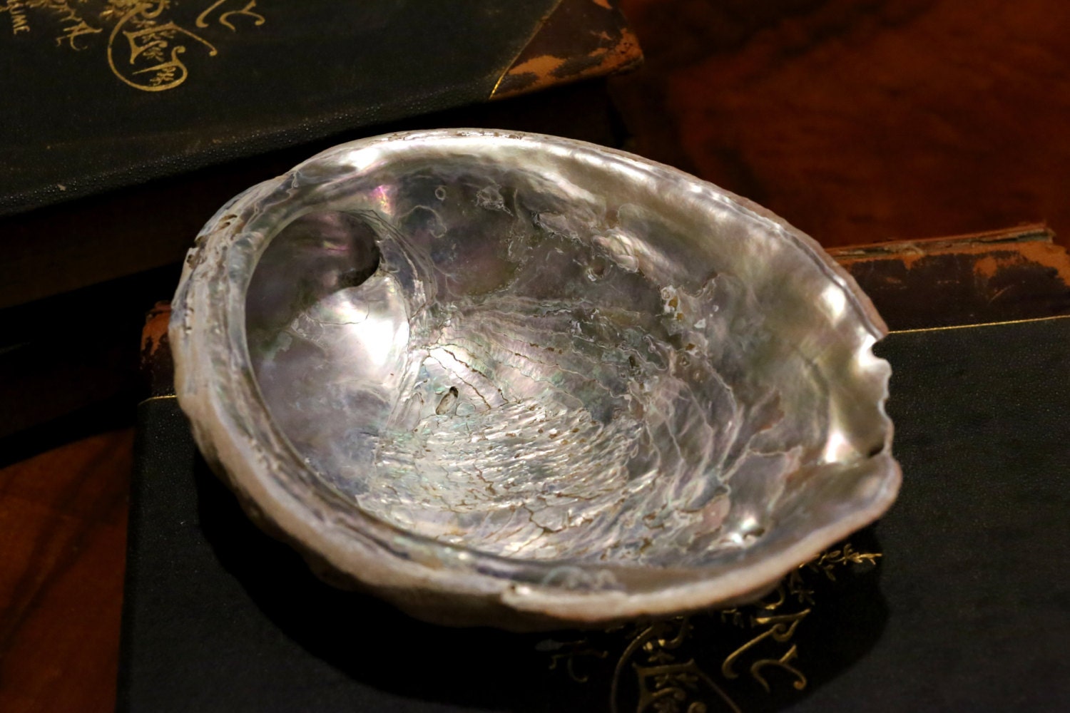 Large White Abalone Shell Many Years Old Sale Benefits by EbonNoir