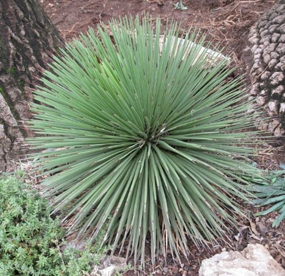 Agave stricta 20 seeds