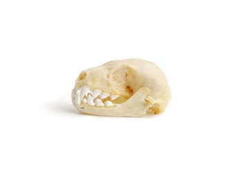 Fruit Bat Skull 1-2" | 1 piece
