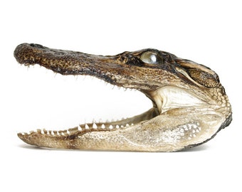 Real Alligator Head Taxidermy Preserved Alligator 5-6"