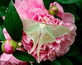 Pink Peony Flower Wall Art Photo,Pink Peony Flower Photograph,Luna Moth,Pink Peony Flower Photo,Pink Peony Photo,Pink Wall Art,Pink Flower Pink Peony Flower Wall Art Photo,Pink Peony Flower Photograph,Luna Moth,Pink Peony Flower Photo,Pink Peony Photo,Pink Wall Art,Pink Flower