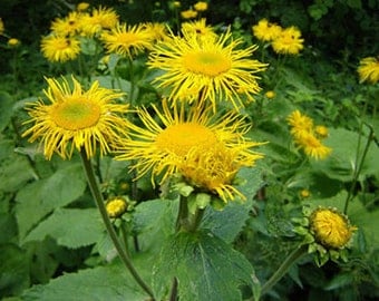 Elecampane Seeds, Herb Seeds, Naturally Grown in the Pacific NW