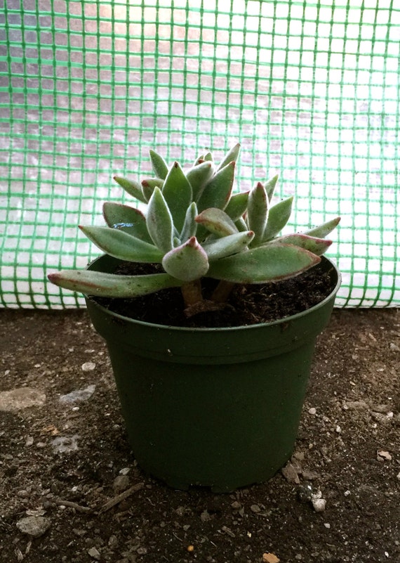 Kalanchoe Panda Plant Succulent Live Tropical by ...