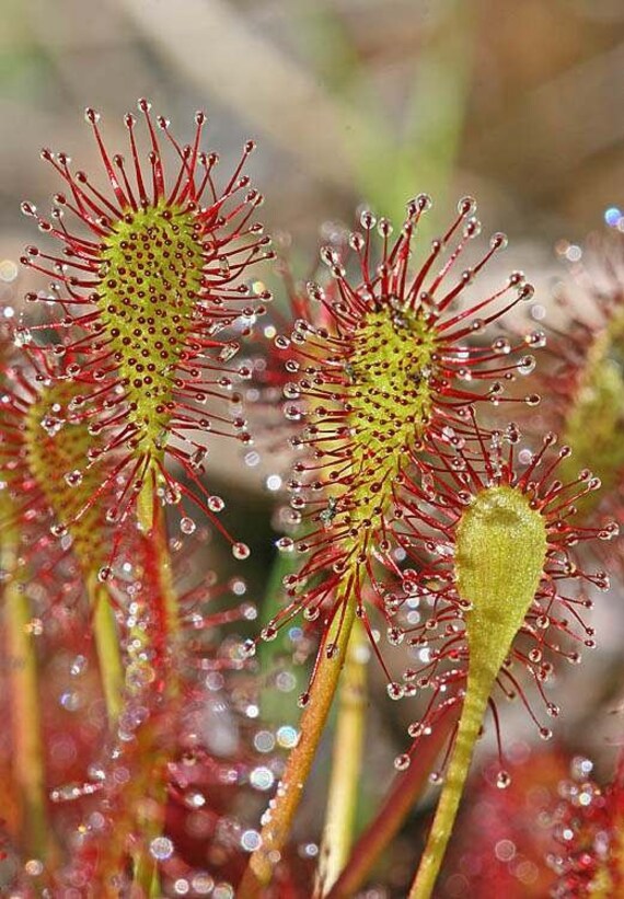 Where to buy sundew plants Idea