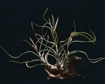 Pseudobaileyi Air Plant Tillandsia | 5-6 inches