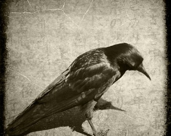 Sepia Crow Raven Photograph--Curious Crow--Fine Art
