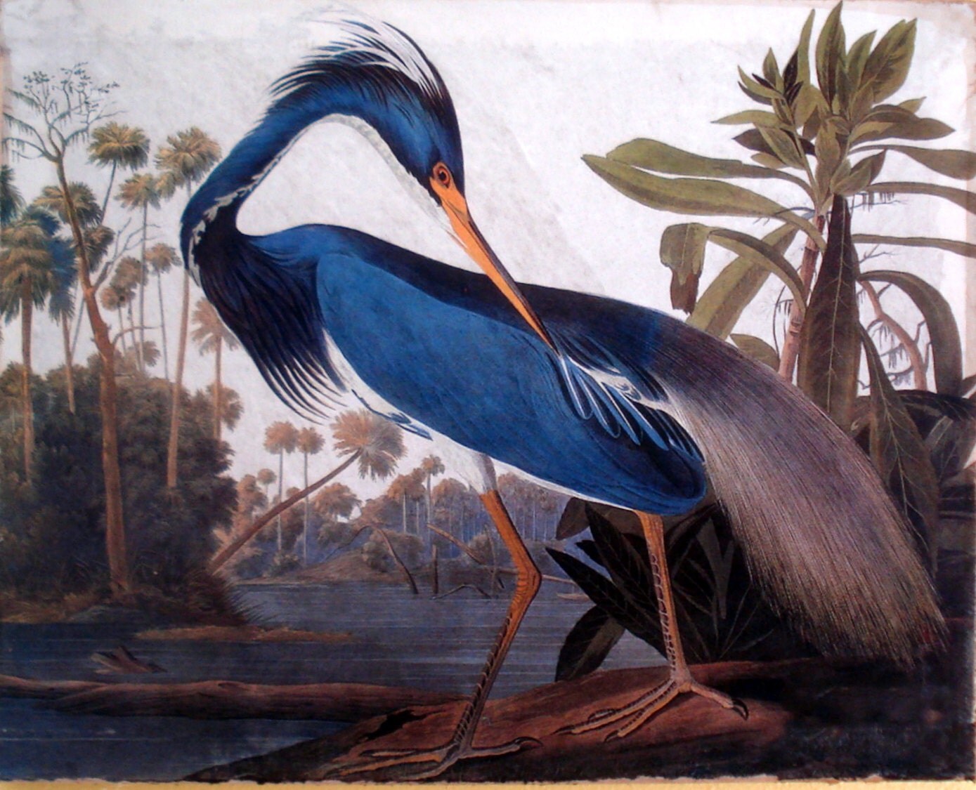 Painting Print Ready to Hang Audubon Blue Heron Museum Quality
