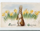 Easter vintage postcard, Happy Easter, White Bunnies at Easter with Daffodils  vintage  postcard