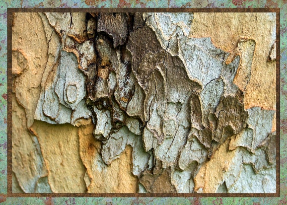 Colorful tree bark 5.5x4.25 decorative border