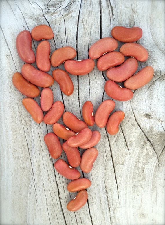 Kidney Beans Heirloom Dry Bean Seeds Non GMO Organically Grown