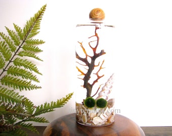 Marimo Terrarium: Marimo Moss Ball Aquarium, Slender Vase with Wood Ball- Several Different Colors Available