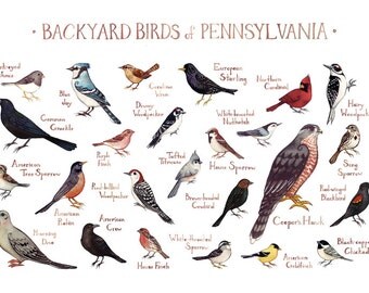 backyard bird identification guide 28 images backyard backyard bird identification guide 28 images backyard