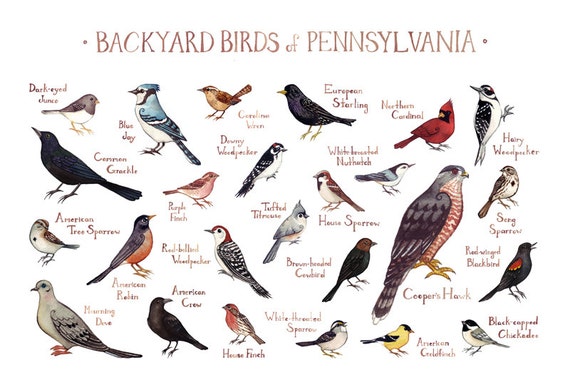 identify birds of pennsylvania 2017 2018 best cars reviews identify birds of pennsylvania 2017 2018 best cars reviews