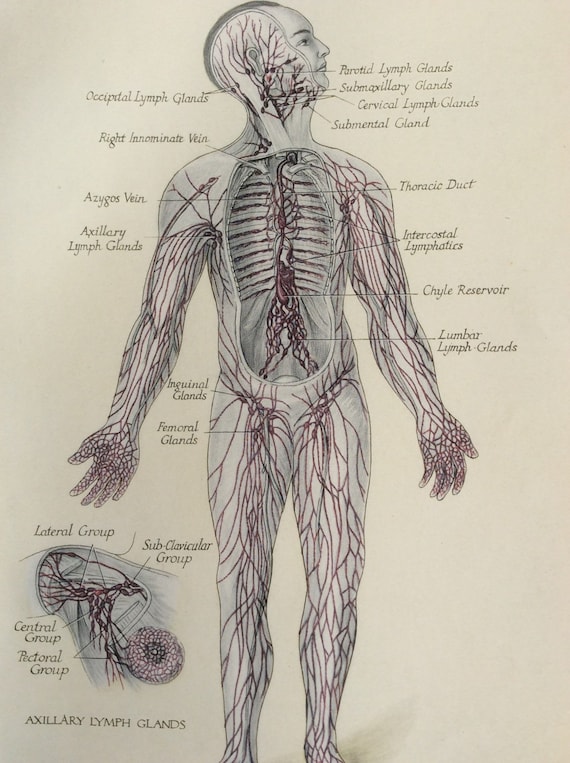 Vintage Human Anatomy Dissection Bookplate Print 1920s