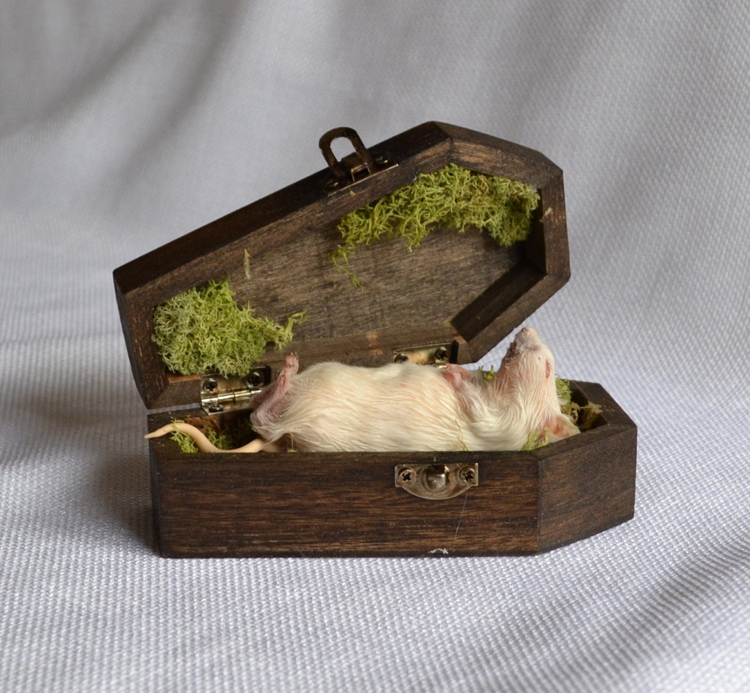 Taxidermy mouse in coffin.