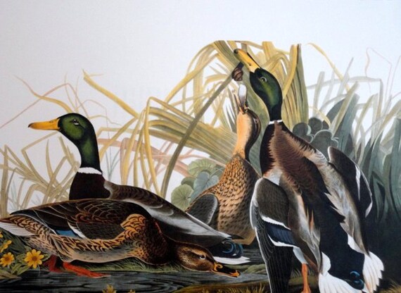 Vintage Audubon Bird Large Print Mallard Duck By Metrocottage