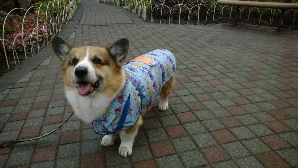 Welsh rain jacket raincoat with light reflective belt