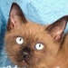 MapleKitten