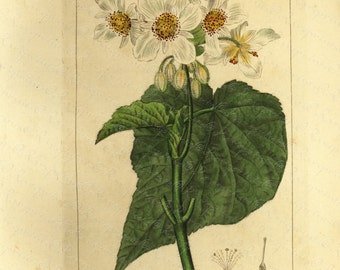 Original Antique Rare Hand Colored Chromolithograph from L' ILLUSTRATION HORTICOLE - Sparramanne Africaine