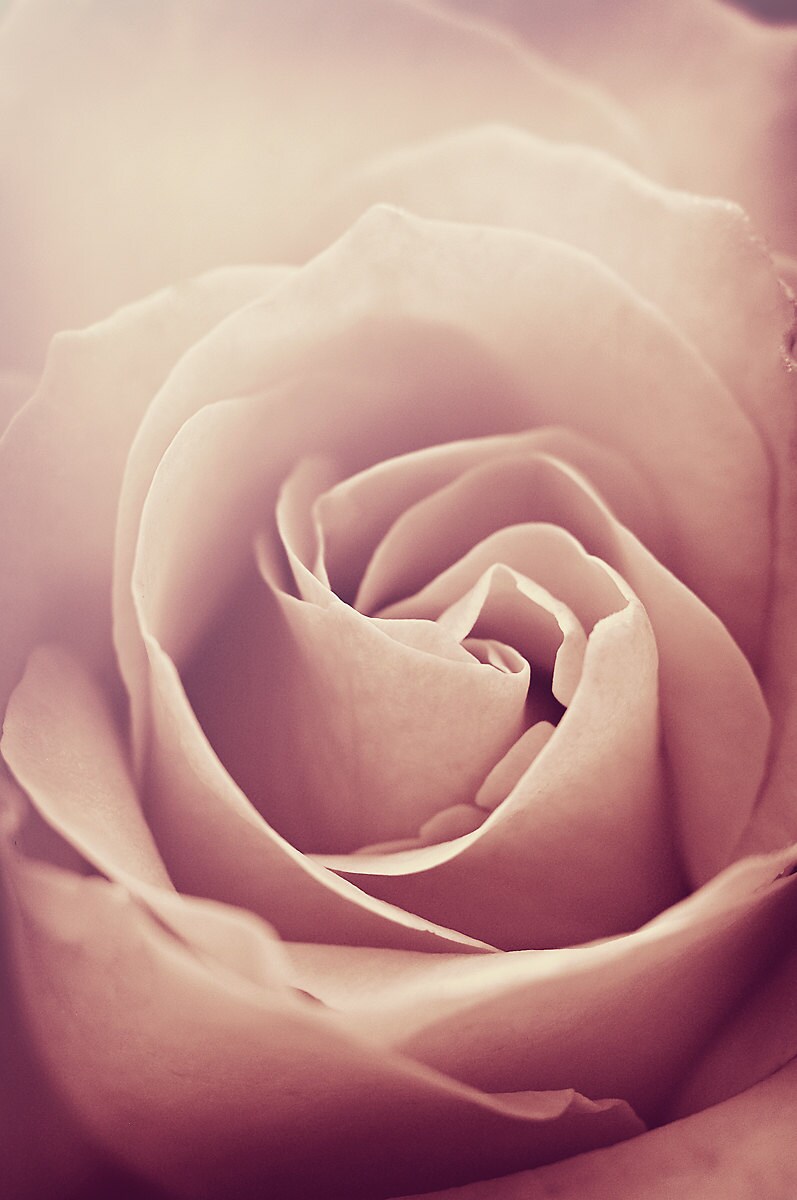 Rose Photograph Dusty Rose Pink Flower Photography Blush