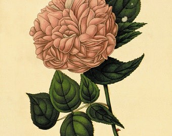 Pink Rose art print vintage antique wall art by AntiqueWallArt