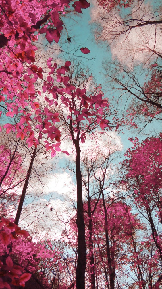 Dreamy Landscape Pink Blue Trees Surreal by MayaRedPhotography