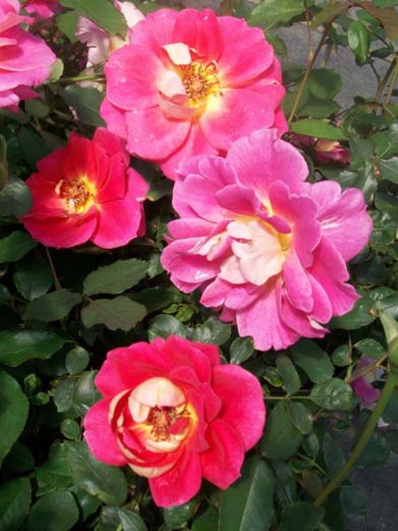 Prairie Sunset Yellow Blend Rose 2 Gal Shrub Plants Plant