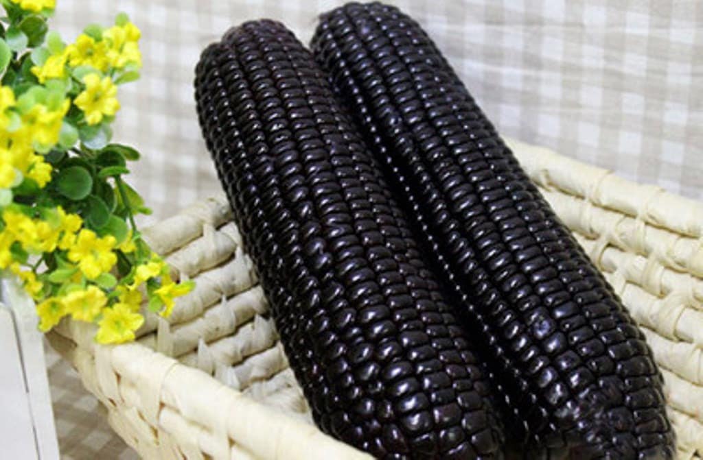 Black AZTEC SWEET CORN Seeds Heirloom Untreated heritage