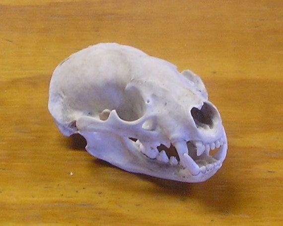 Clean Badger Skull by JWUnlimited on Etsy