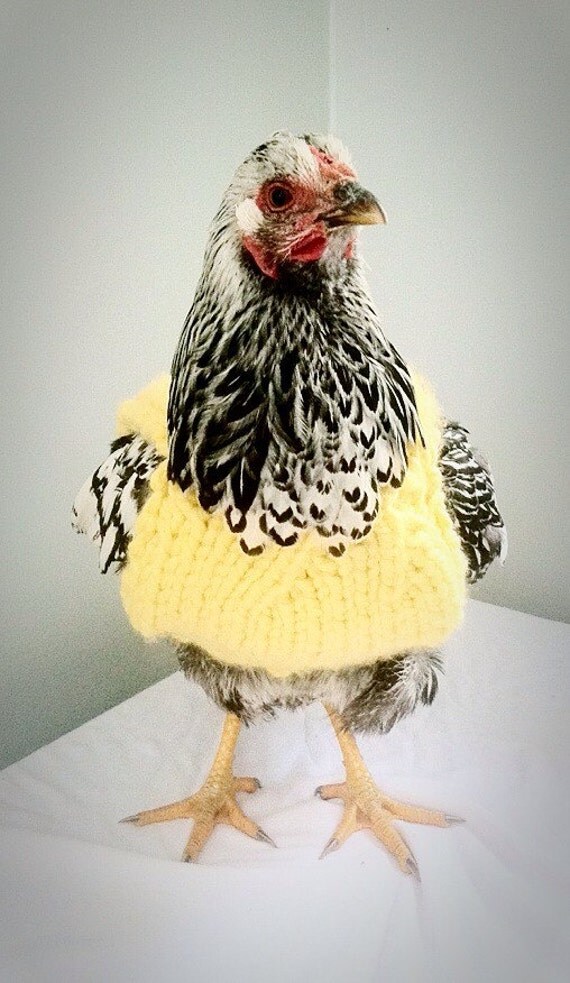 Chicken Sweater Sweater for Chickens and Hens Sweater by PaulFarm