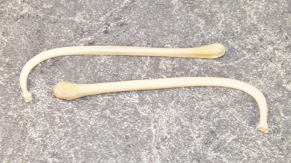 2 Raccoon Penis Bones Raccoon Baculum by