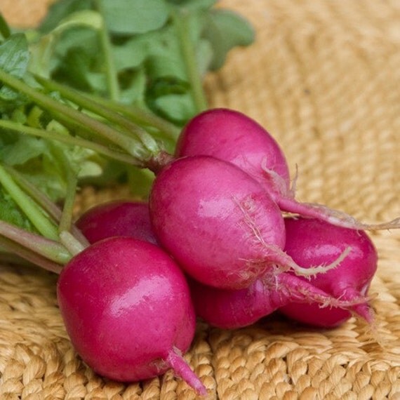 Radish Pink Lady Slipper Vegetable Seeds Raphanus sativus