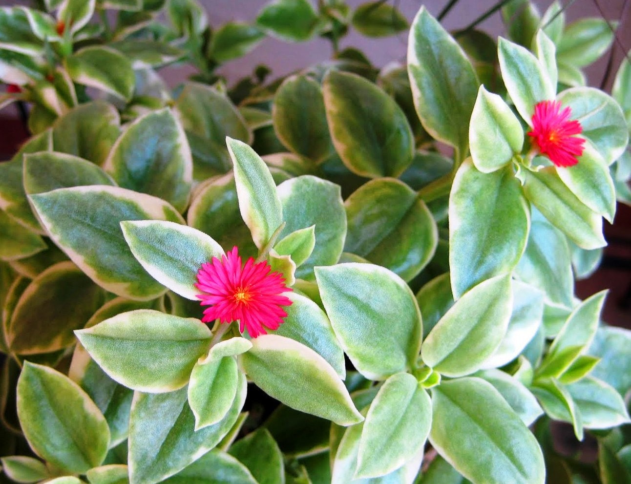 Pink Flowering Baby Sun Rose Heart Leaf Ice Plant