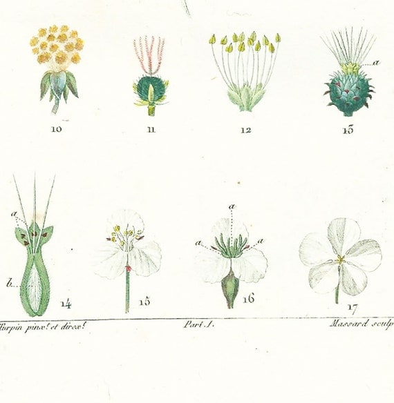 Remarkable 1819 Botanical Print Unisexual by sofrenchvintage