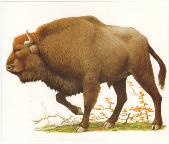 Bison original 1965 zoology print - Natural history, vintage ephemera, wisent - 50 years old book plate illustration (A287)