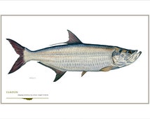 Tarpon Open Edition Print by Flick Ford, Southern gamefish, Gulf Coast 