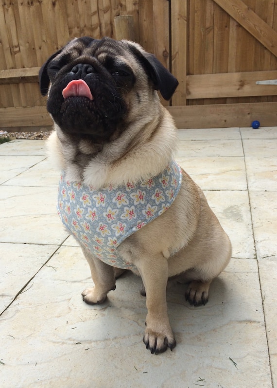 Pug Dog harness Cute Blue Floral Custom Made by Pugsnkissesuk