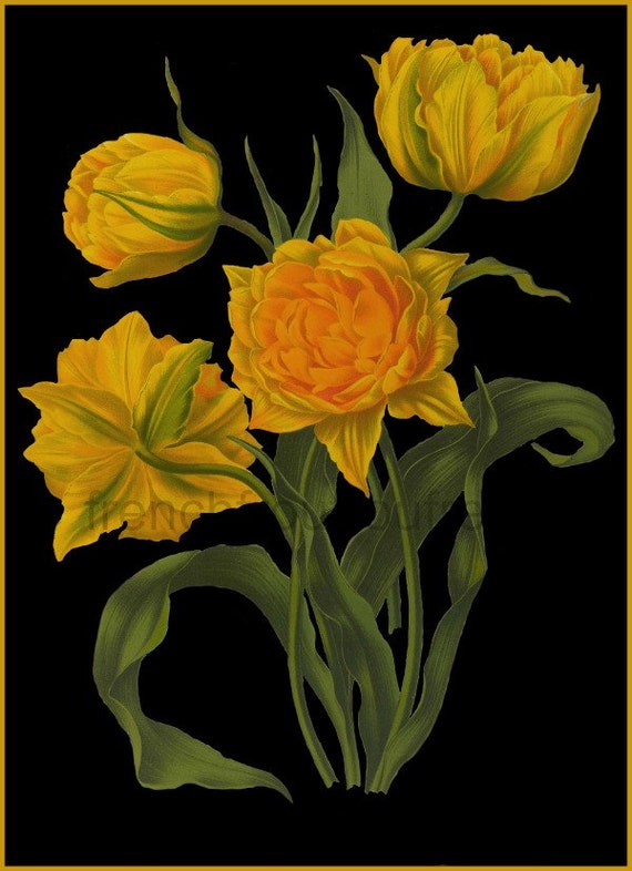 antique victorian botanical print yellow tulips on black