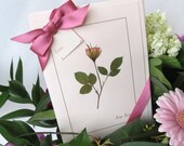 Pink Rose Bud Cards, 4 Blank Greeting Cards, Gift Set For Her, Mother's Day Cards, Happy Birthday Cards,Thank You Gift, Pressed Flowers