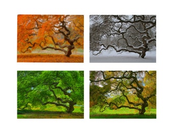 5X7 Print Set Japanese Maple Tree in Four Seasons Landscape Photography Tree of Life Autumn Winter Spring Summer Zen Home Decor Wall Art