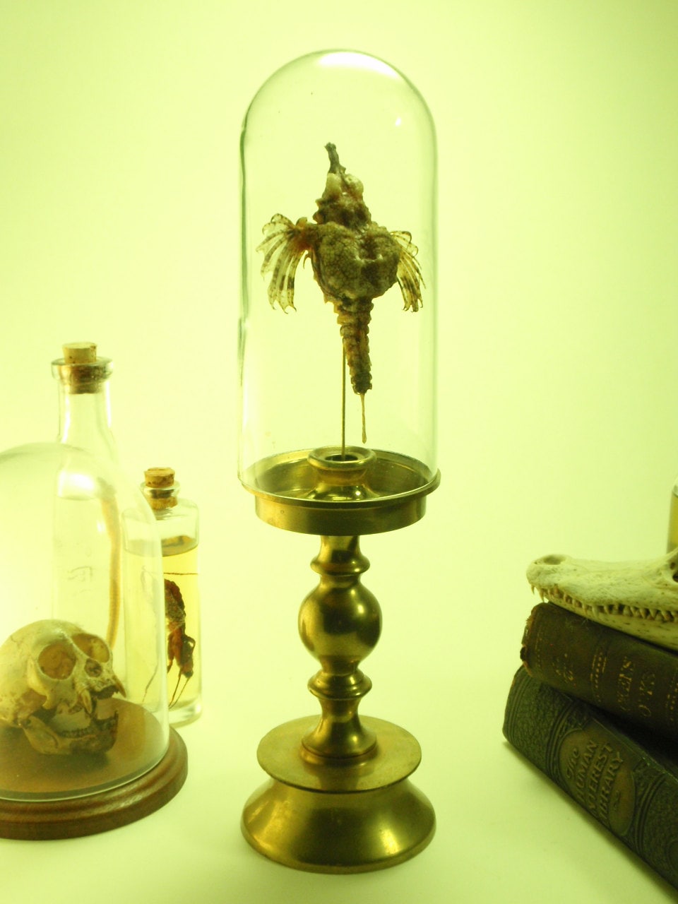 Mummified Pegasus Fish Under Glass Dome Upon Brass Base