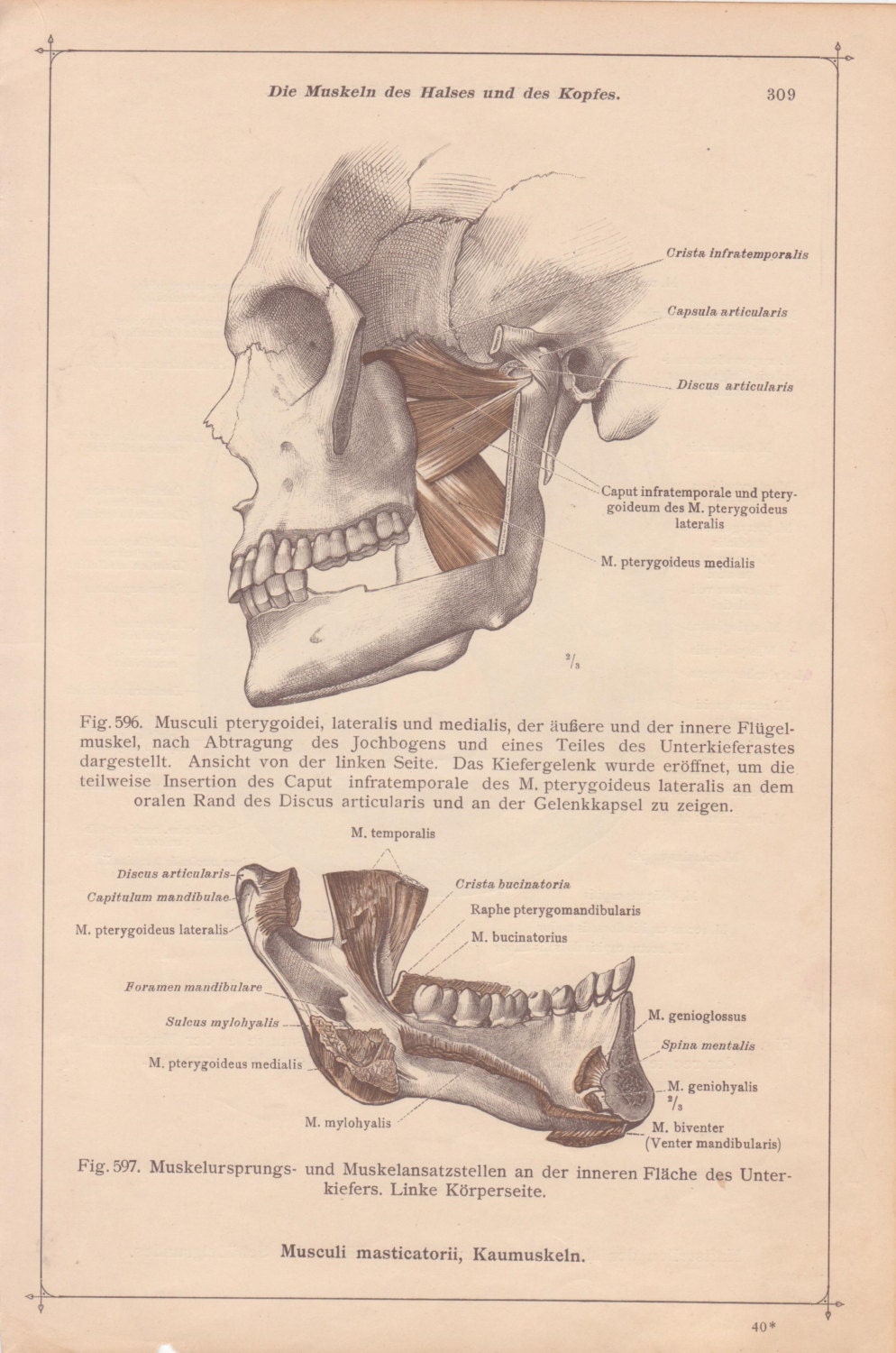 Vintage Medical Page Anatomical Diagram by TheOldTimeJunkShop