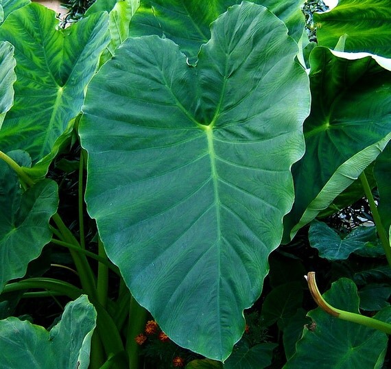 jumbo elephant ear 1 medium bulb 11 13 by hirtsgardens on etsy jumbo elephant ear 1 medium bulb 11 13 by hirtsgardens on etsy