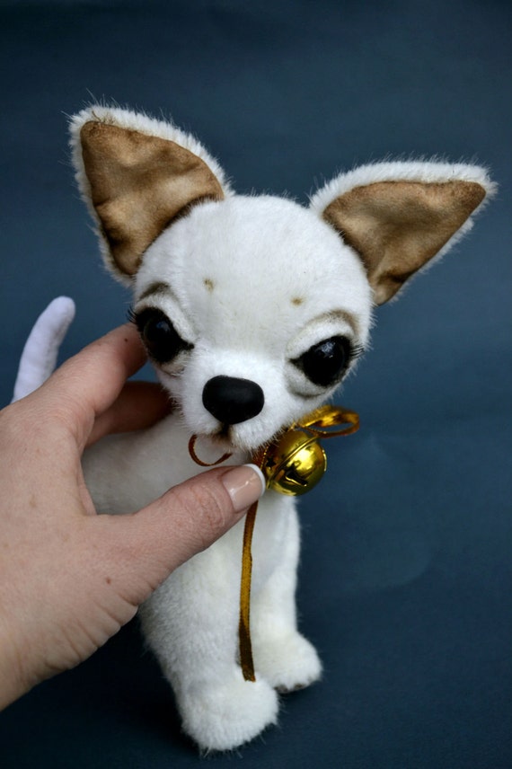 chihuahua teddy