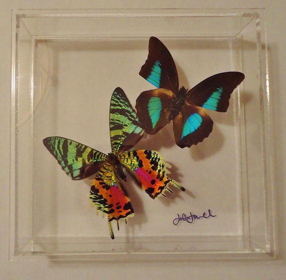 Real butterflies mounted in an acrylic display framed