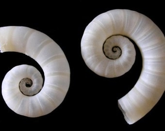 Rams Horn Squid~Spirula Spirula 1/2"~3/4"~Craft and Jewelry Sea Shell Supplies~Sold in three Lots Of ~ 5, 10, or 20 pcs. ~Free Shipping~