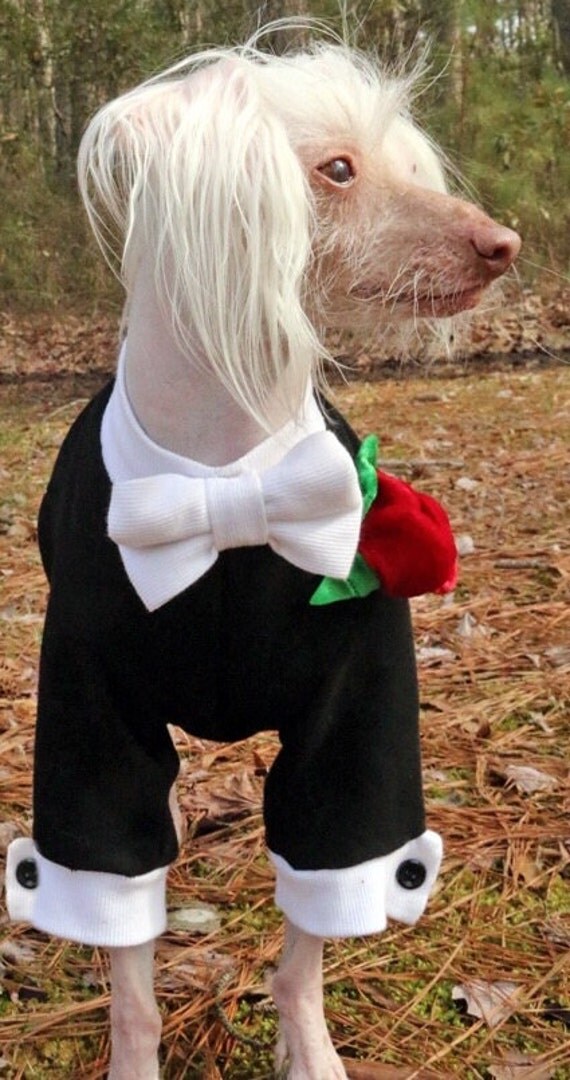 Dog Tuxedo Dog Tuxedo Cute Dogs Dogs