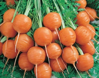 300 Parisian Carrot Seeds Vegetable Seeds